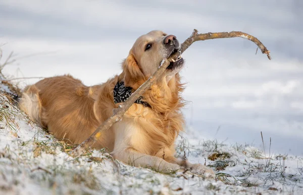 Golden Retriever Dog Gnaws On A Stick In A Snowy Winter Park