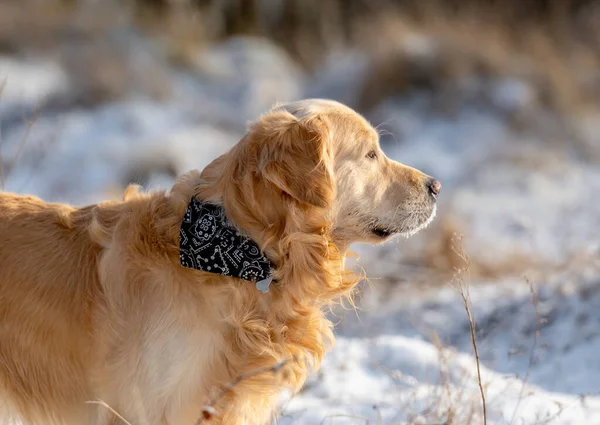 Golden Retriever Dog Poses Winter Portrait — Stock Photo, Image