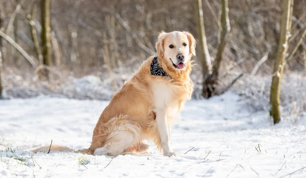 Golden Retriever Hond Zit Tegen Achtergrond Van Winter Forest — Stockfoto