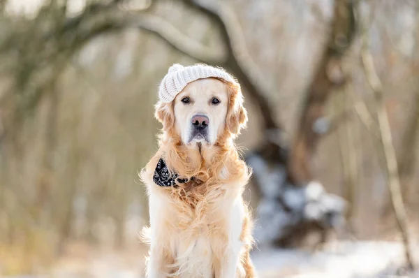 Golden Retriever Dog Senta Contra Pano Fundo Floresta Inverno — Fotografia de Stock