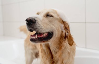 Golden Retriever köpeği kafasında köpükle beyaz bir küvette banyo yapıyor.