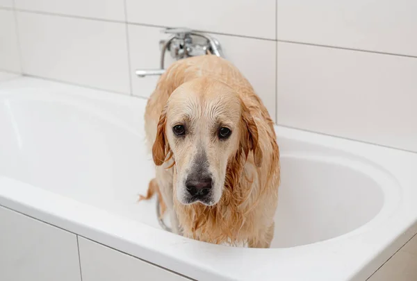 Nešťastný Zlatý Retrívr Pes Bílé Vaně Doesnt Chtějí Koupat — Stock fotografie