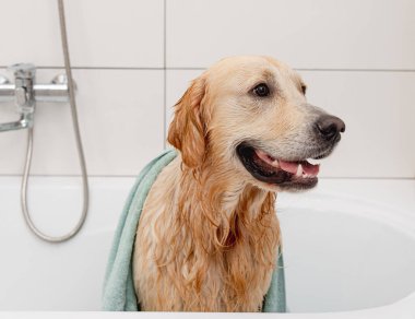 Golden Retriever köpeği kafasında köpükle beyaz bir küvette banyo yapıyor.