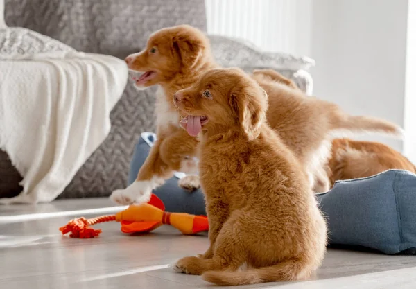 Toller Filhotes Cachorro Jogar Com Brilhante Brinquedo Pato Quarto Mostrando — Fotografia de Stock