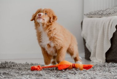 Toller Puppy Parlak Oyuncak Ördek Odasında Oturuyor, Nova Scotia Retriever Toller