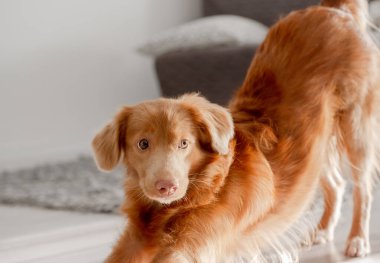 Toller Köpeği Modern Odada Esnedi, Bir Nova Scotia Ördek Çalan Köpeği