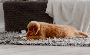 Parlak Oyuncak Ördek, Toller Yavrusunu Odada Eğlendiriyor, Bir Nova Scotia Ördek Parıltısı