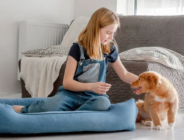 Kleines Mädchen Mit Toller Welpen Sitzt Blauen Hundebett Nova Scotia — Stockfoto