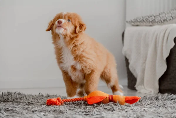 Toller Puppy Parlak Oyuncak Ördek Odasında Oturuyor, Nova Scotia Retriever Toller