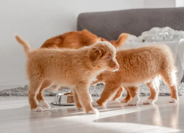 Three Toller Puppies Drinking One Bowl Home Nova Scotia Duck — Stock Photo, Image