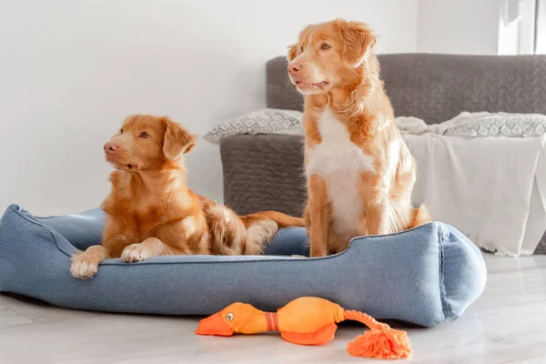 两只新斯科舍省的鸭托林猎犬舒服地躺在一只蓝狗床上休息 — 图库照片