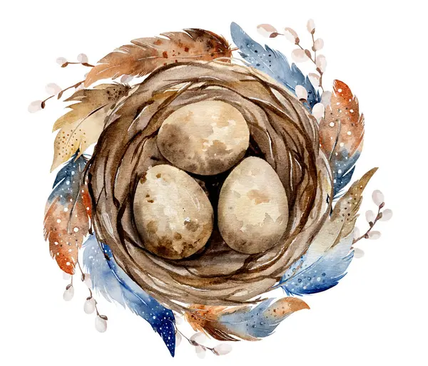 Hand Painted Watercolor Depicts Nest Eggs Beautiful Feathers — ストック写真
