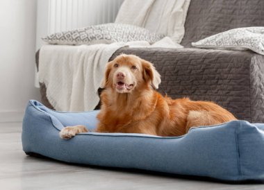 Toller, bir Nova Scotia ördeği. Çalan köpek, mavi yatakta yatıyor.