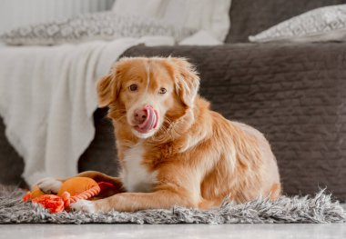 Parlak oyuncak ördeği olan Toller Köpeği Dişleriyle Odada Oynuyor, Nova Scotia Retriever