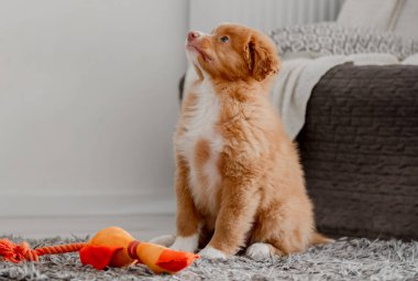 Toller Puppy Parlak Oyuncak Ördek Odasında Oturuyor, Nova Scotia Retriever Toller