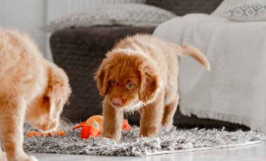 İki Toller Yavrusu Parlak Bir Odada Nova Scotia Ördek Çalan Köpek Yetiştiricisi