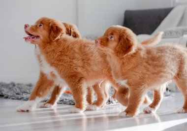 Üç Toller Yavrusu Parlak Bir Odada Nova Scotia Ördek Çalan Köpeğini Örnek Verin