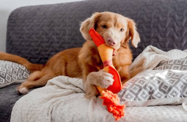 Parlak Oyuncak Ördek Toller Dog 'un yanında yatıyor, bir Nova Scotia Duck Toller Retriever, Kanepede