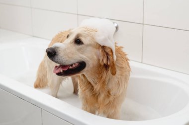 Golden Retriever köpeği kafasında köpükle beyaz bir küvette banyo yapıyor.