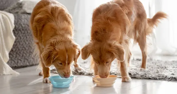 Two Nova Scotia Retriever Dogs Drinking Bowls Home — Stock Photo, Image