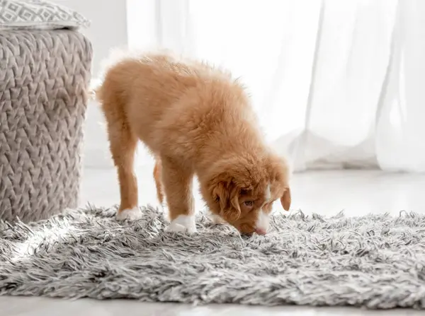Parlak Odadaki Toller Yavrusu bir Nova Scotia Ördek Çalar Köpeği