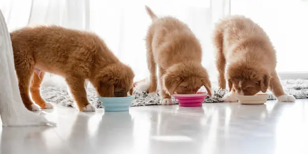 Three Toller Puppies Eating Food Bowls Home Nova Scotia Duck — Stock Photo, Image