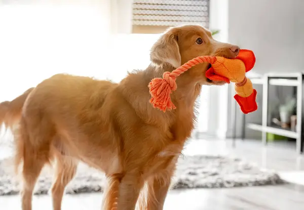 Toller Dog Jasną Zabawką Kaczka Ustach Jest Pokoju Reprezentujący Nova — Zdjęcie stockowe