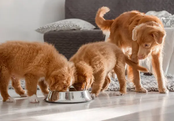 Three Toller Puppies Drinking One Bowl Home Nova Scotia Duck — Stock Photo, Image