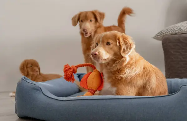 Dwa Psy Nova Scotia Retriever Ich Szczeniak Grać Niebieskim Łóżku — Zdjęcie stockowe