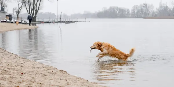 Golden Retriever Retrieves Stick Water Leaps Shore Game Water Fetch — Stock Photo, Image