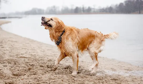 Золотая Ретривер Собака Плавает Озере Стервятником Рту — стоковое фото