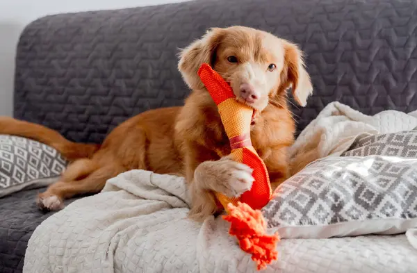 Helder Speelgoed Eend Ligt Naast Toller Dog Een Nova Scotia — Stockfoto