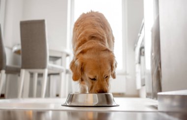 Altın Avcı Köpeği Parlak İçi Olan Mutfaktaki Kaseden Yeniyor