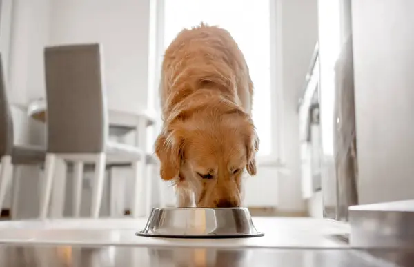 Golden Retriever Dog Eats Bowl Kitchen Bright Interior — Stock Photo, Image