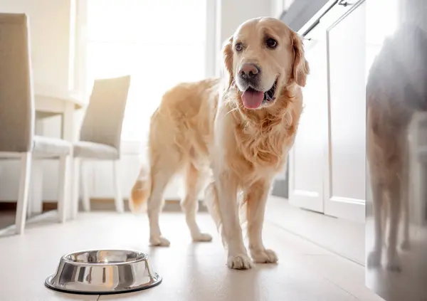 Zlatý Retrívr Pes Stojí Blízkosti Mísy Kuchyni — Stock fotografie