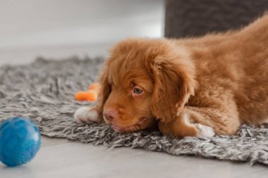 Toller Puppy bir odada yerde yatıyor, bir Nova Scotia Duck Toller