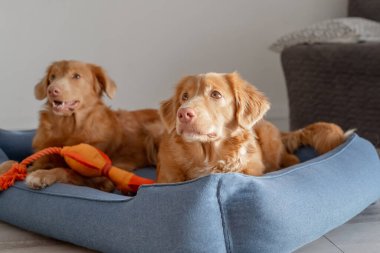 İki Nova Scotia Ördek Çalar Retriever Mavi Köpek Yatağında Rahatça Dinleniyor