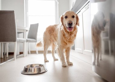 Golden Retriever Dog Mutfakta Bowl 'un yanında duruyor