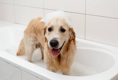 Golden Retriever köpeği kafasında köpükle beyaz bir küvette banyo yapıyor.