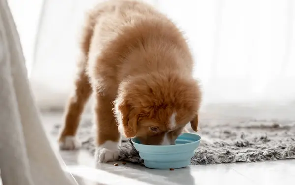 Toller Puppy Pato Nova Escócia Tolling Retriever Bebidas Tigelas Casa — Fotografia de Stock