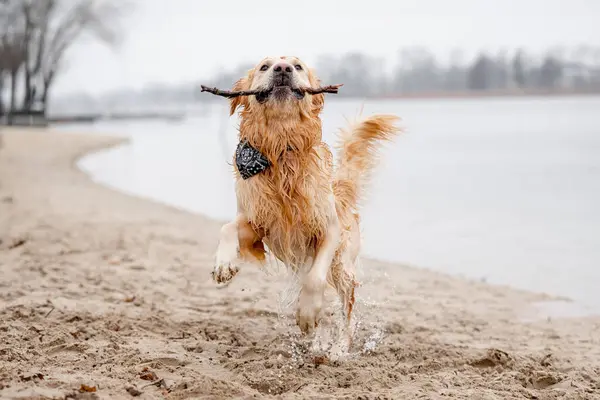 Golden Retriever Hund Leker Sjön Med Stick Munnen — Stockfoto