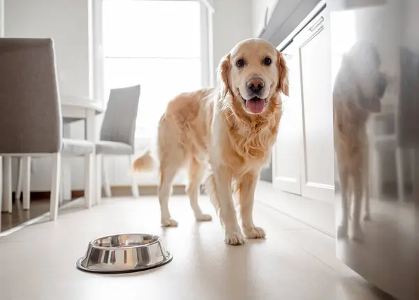 Golden Retriever Dog Fica Perto Tigela Cozinha — Fotografia de Stock