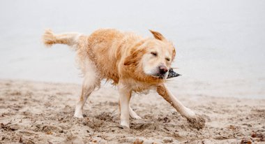 Golden Retriever köpek yüzmesinden sonra gölün kıyısında sallanıyor.