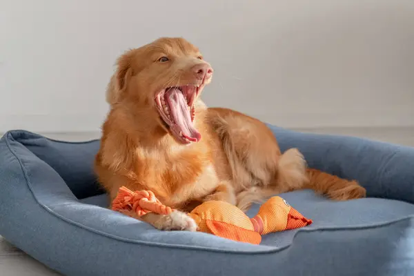 Oranžová Hračka Kachna Leží Toller Dog Modré Posteli Nova Scotia — Stock fotografie