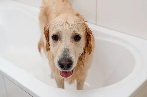 Nešťastný Zlatý Retrívr Pes Bílé Vaně Doesnt Chtějí Koupat — Stock fotografie
