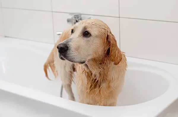 Unhappy Golden Retriever Dog White Bathtub Doesnt Want Bathe — Stock Photo, Image