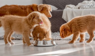 Üç Toller yavrusu evde bir kâseden su içiyor. Nova Scotia Duck Toller.