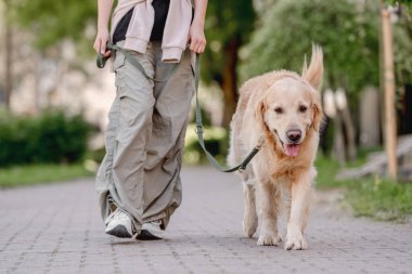 Golden Retriever, Genç Sahibi ile Gezintiye Çıktı, Yakından Köpek Görünümü