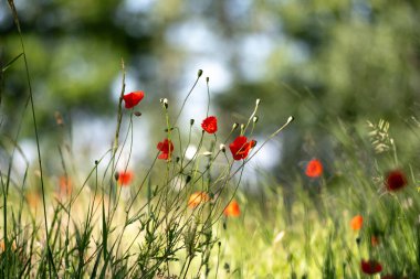 Tarladaki gelincikler rüzgarda usulca sallanıyor.