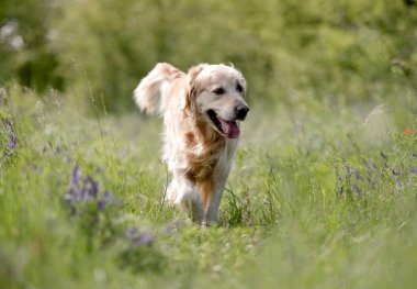 Golden Retriever Köpeği Çiçekler Arasında Ormanda Yürüyüşün keyfini çıkarıyor